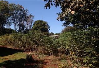 Lotes n° 115 e 125, Quadrante 06, Quadrícula 03, Setor 45, Quadra 05 - Foz do Iguaçu PR