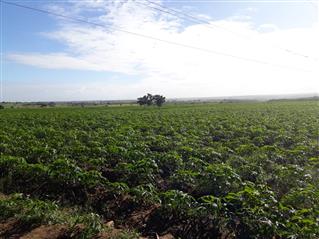 Posse de Terra medindo 50 tarefas - Nossa Senhora das Dores SE