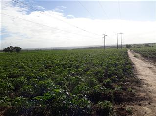 Posse de terra medindo 50 tarefas - Nossa Senhora das Dores, SE