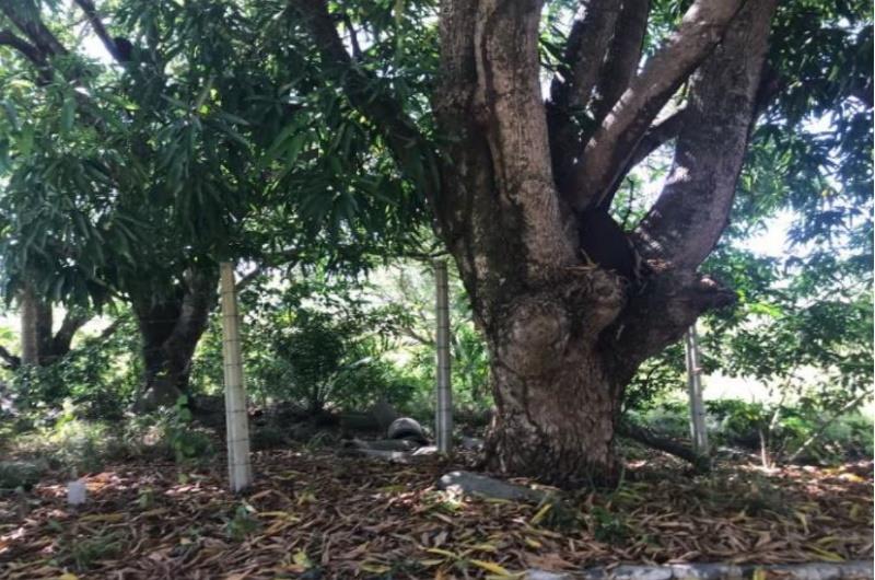 Lote de terreno n° 03, da Quadra M, com área total de 900,00 m², localizado no Loteamento "Porto Summer", na cidade de Ipojuca, PE